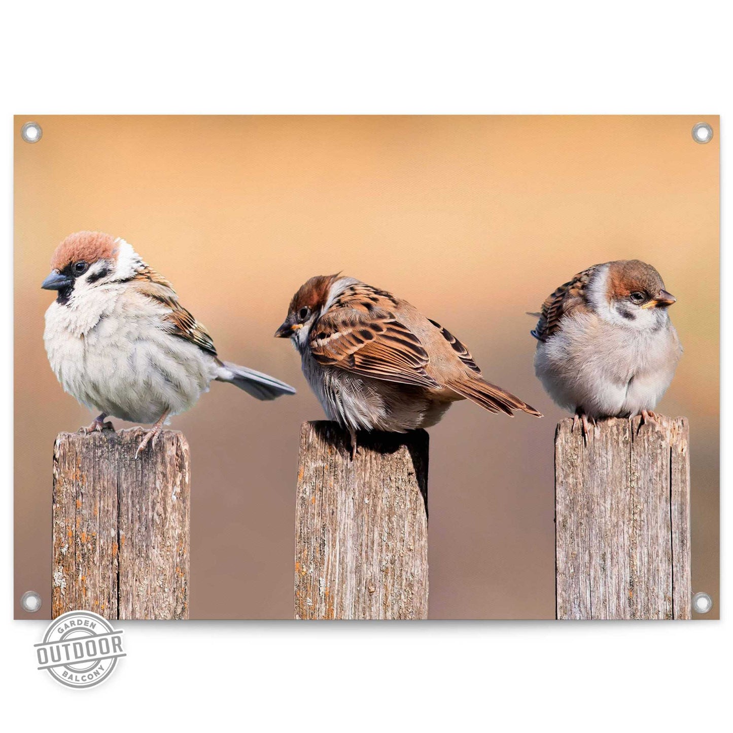 Outdoor Art Sparrows 50x70