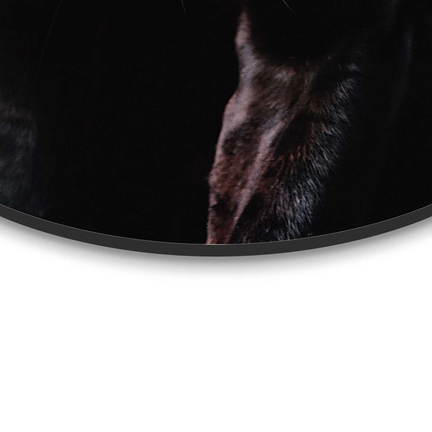 Painting Black Cat 50x50