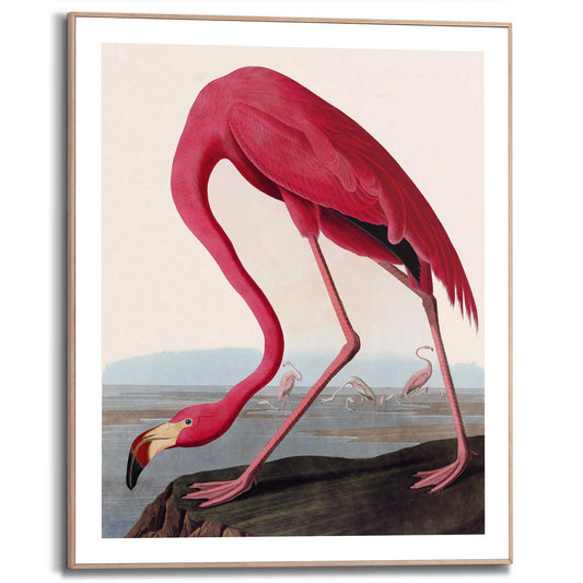 Framed in Wood Audubon Flamingo 50x40