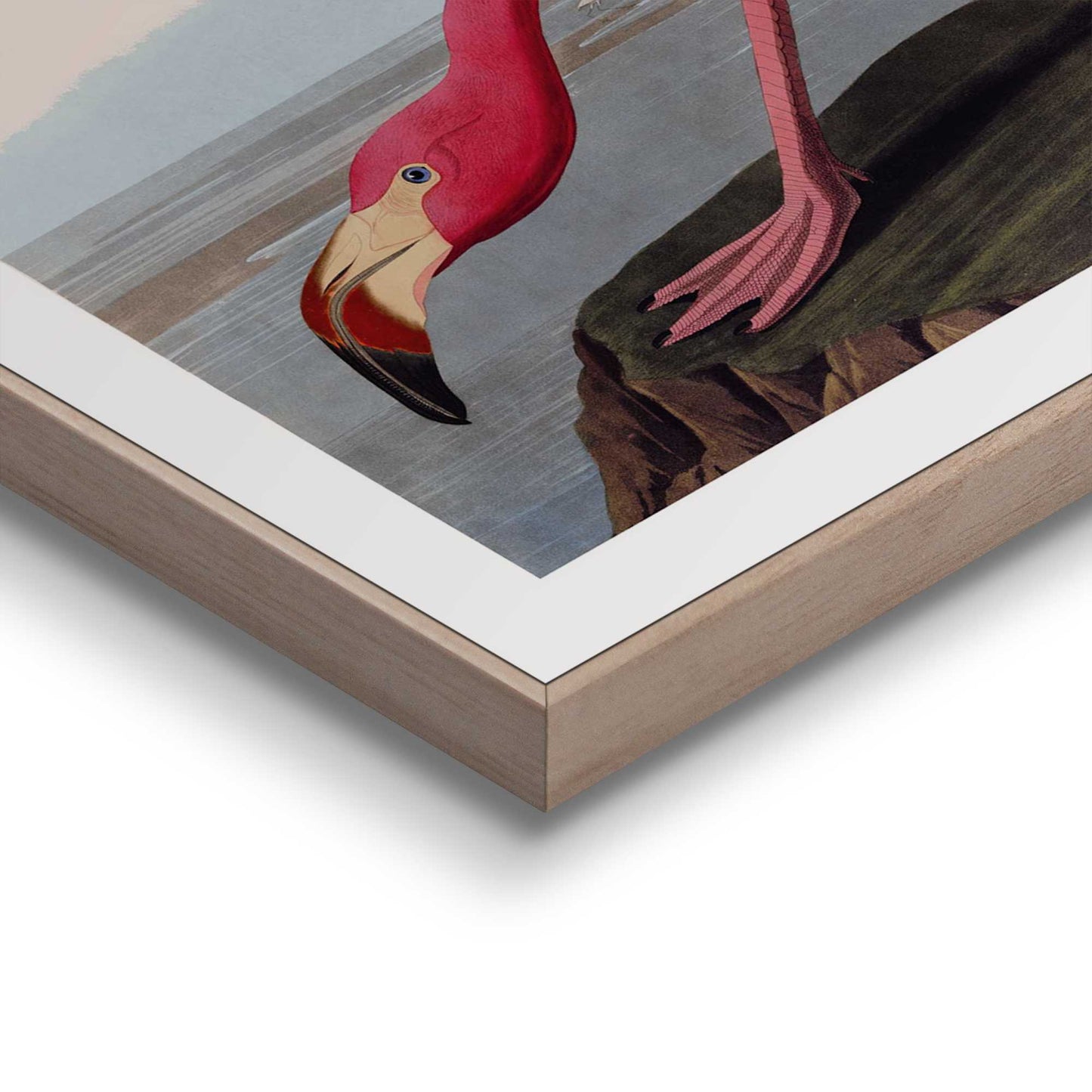 Framed in Wood Audubon Flamingo 50x40