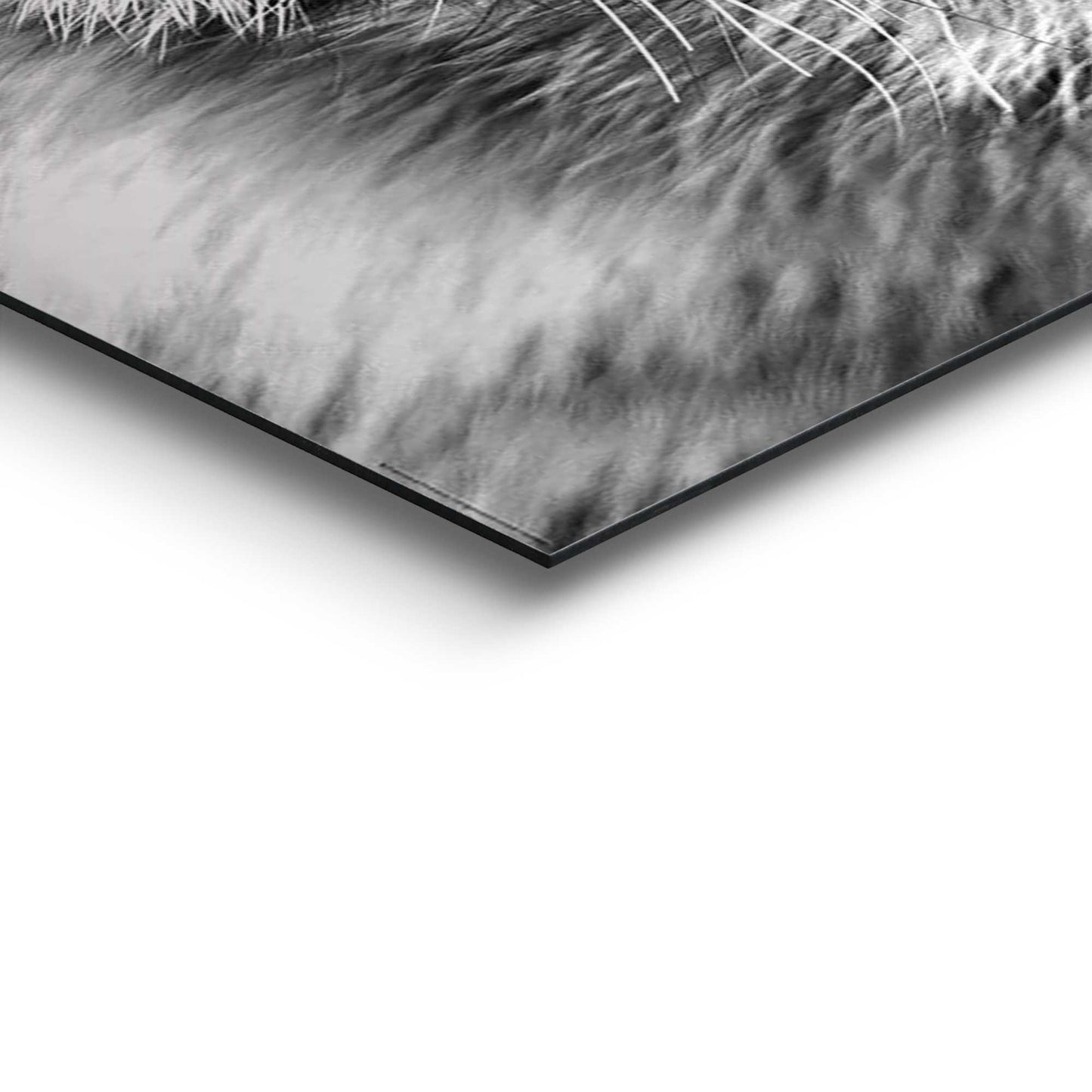 Painting Tiger Blue Eyes 90x60