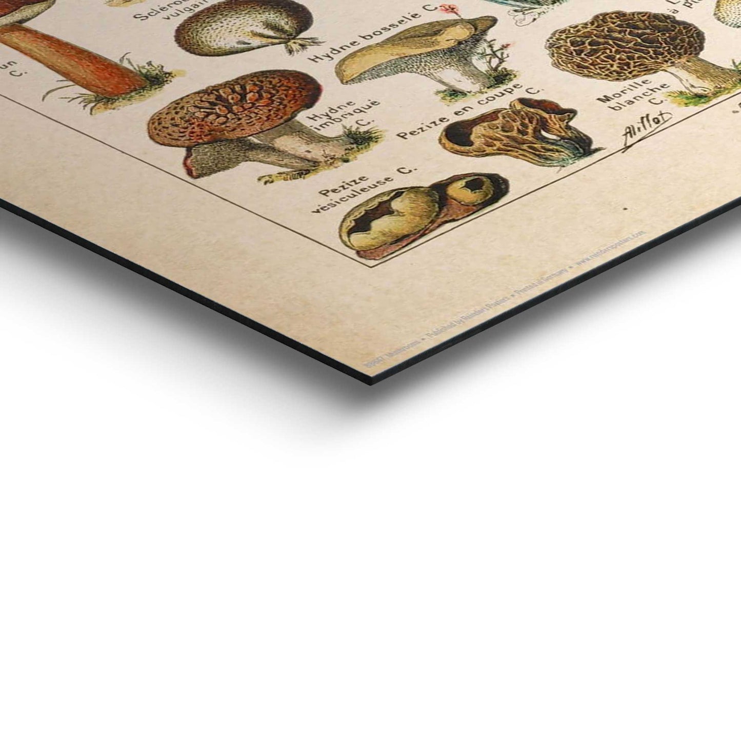 Painting Mushrooms 50x40