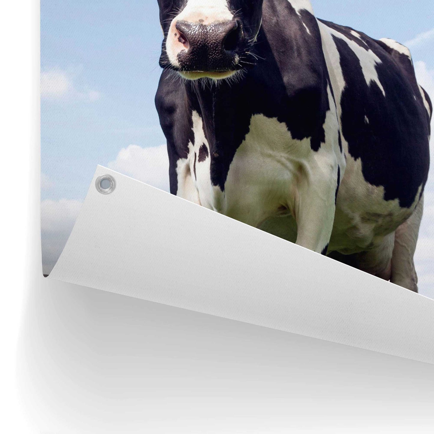 Outdoor Art Summer Meadow Cow 70x50