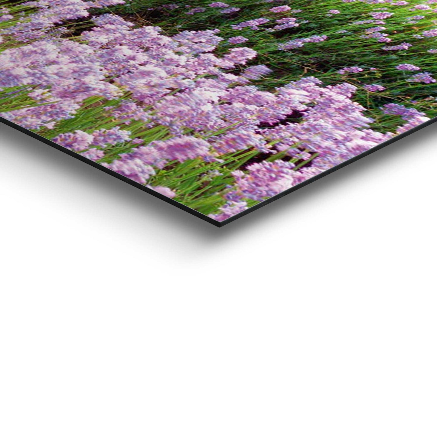 Painting Lavenderfield 60x90