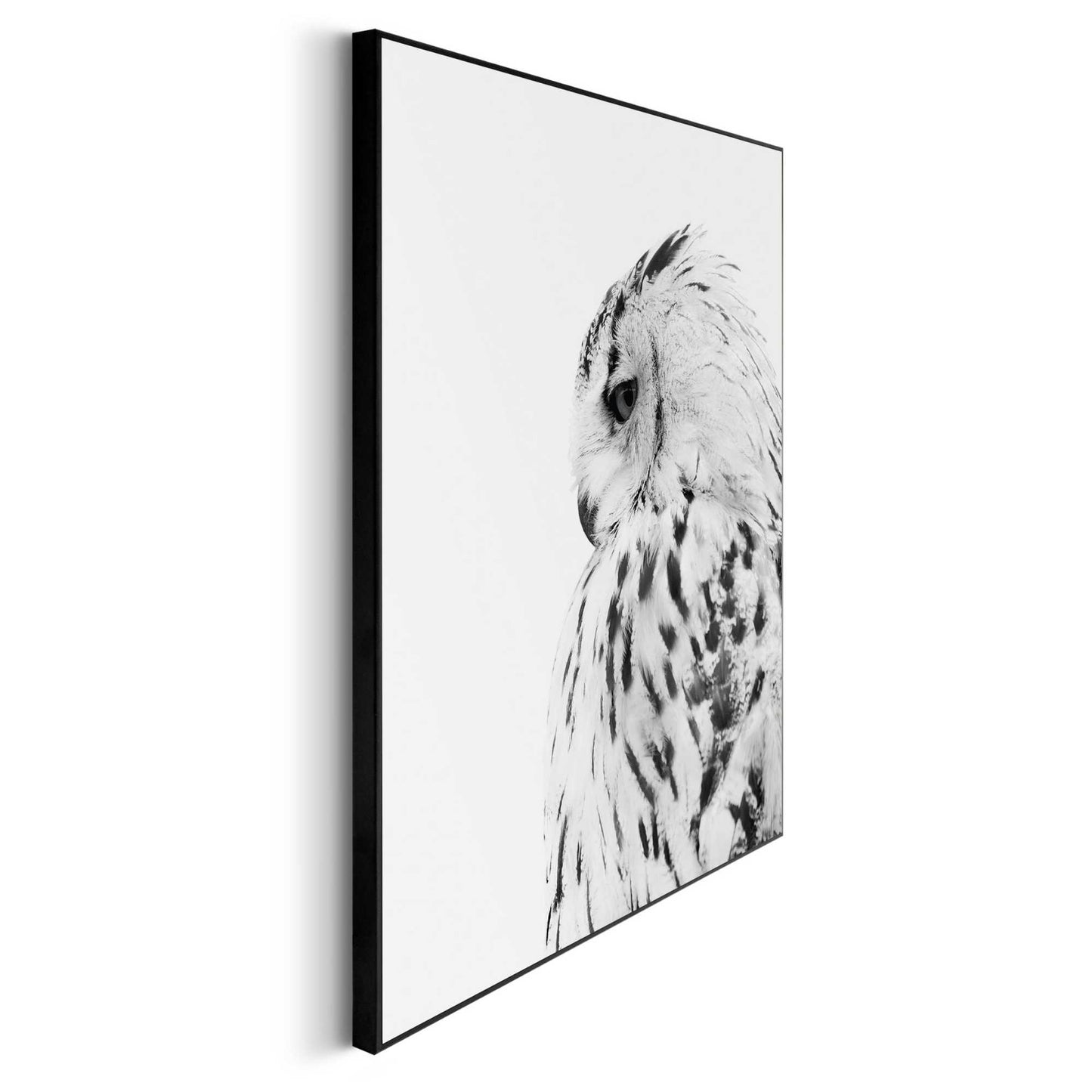 Framed in Black Snow Owl
