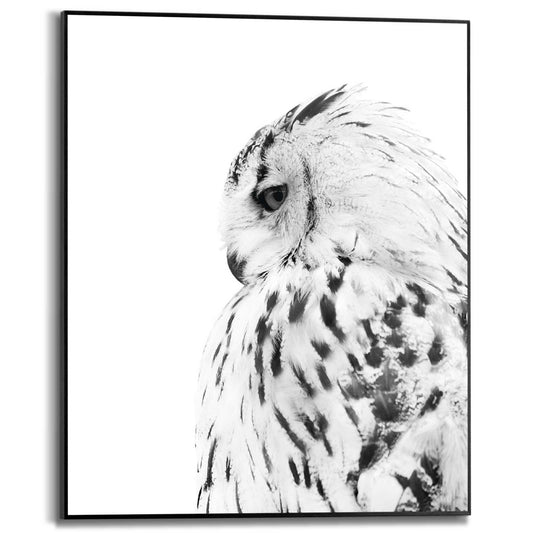 Framed in Black Snow Owl