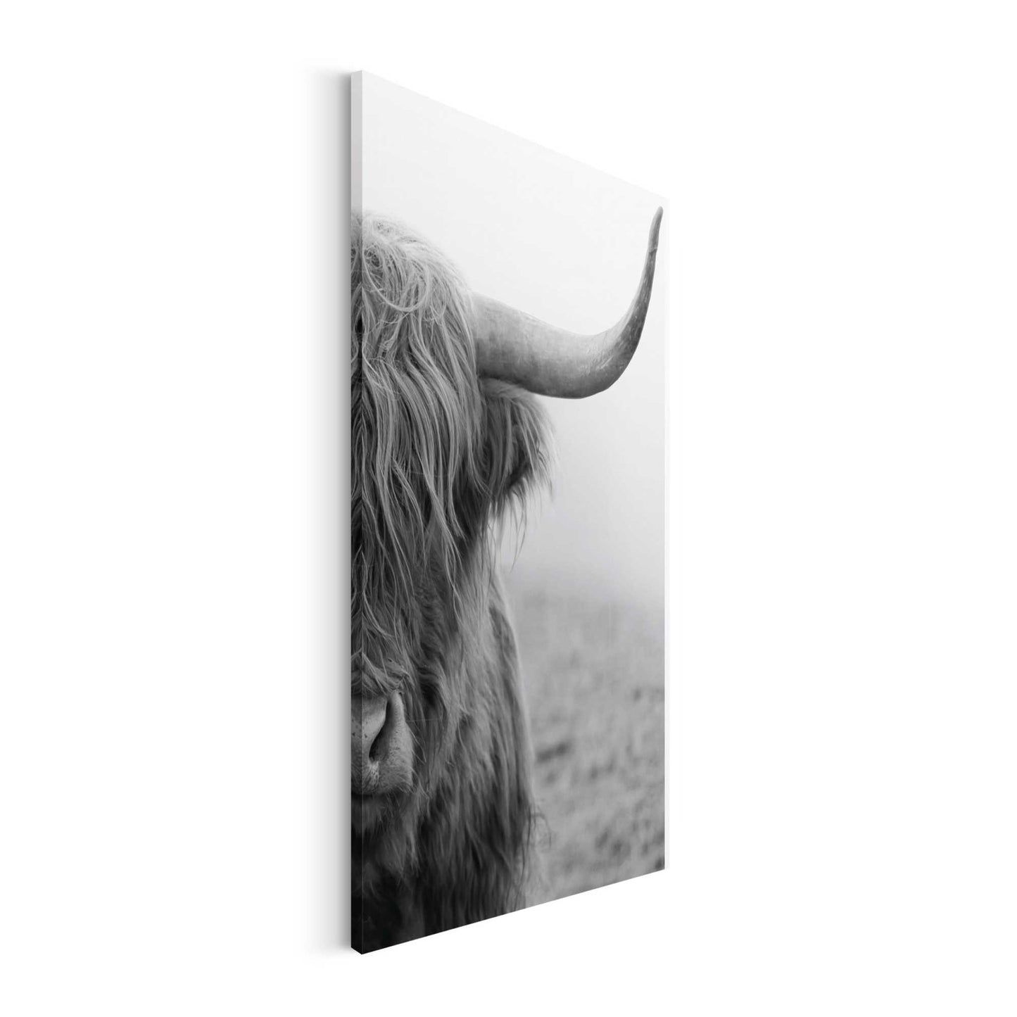 Canvas Highland Cattle