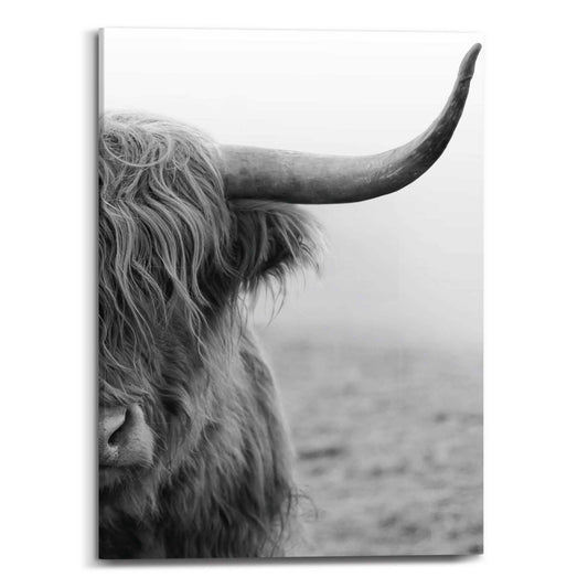 Canvas Highland Cattle