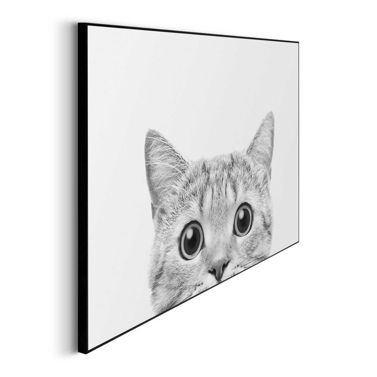 Framed in Black Cats Eyes