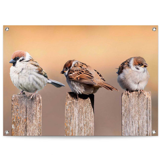 Outdoor Art Sparrows