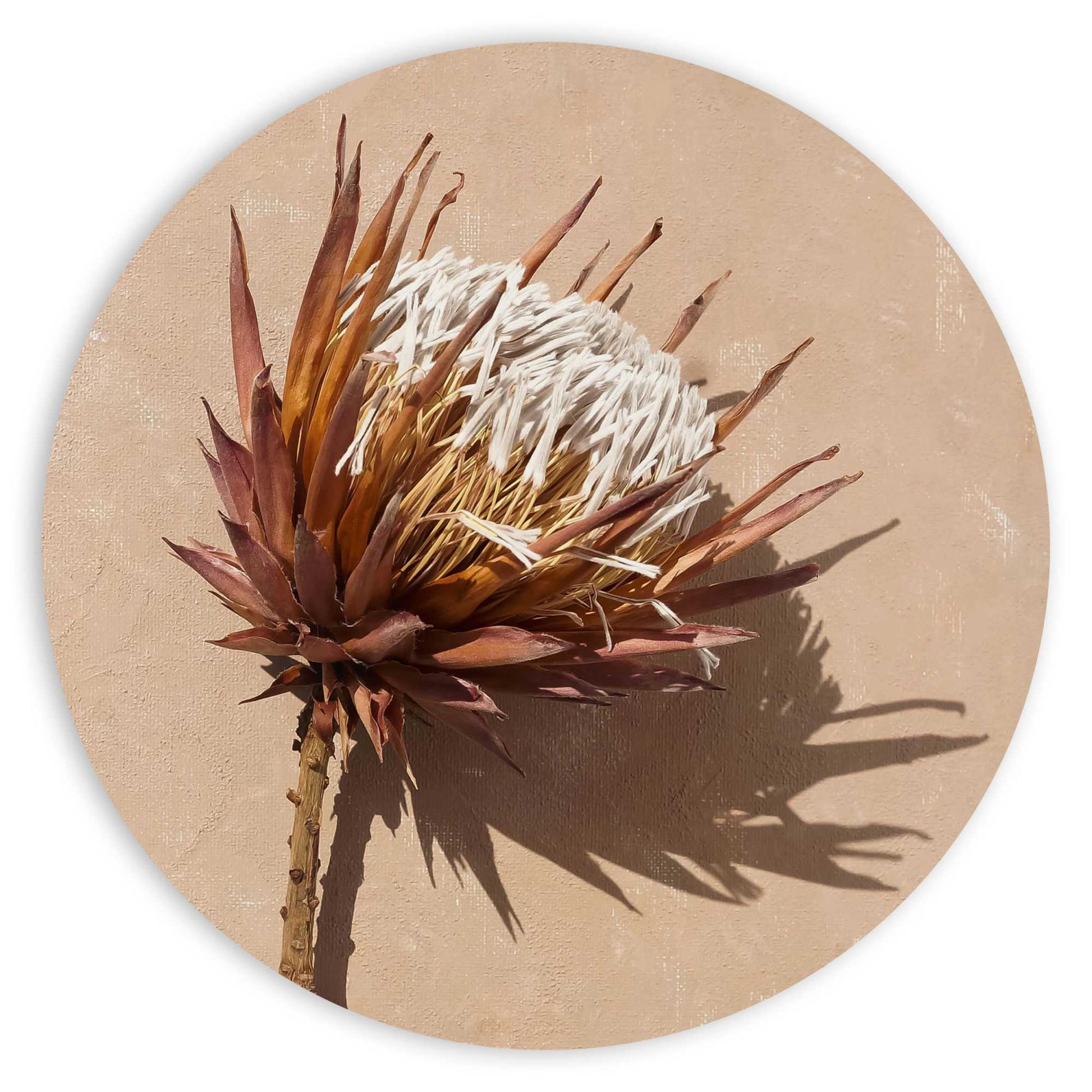 Painting Protea Flower 80 Rond