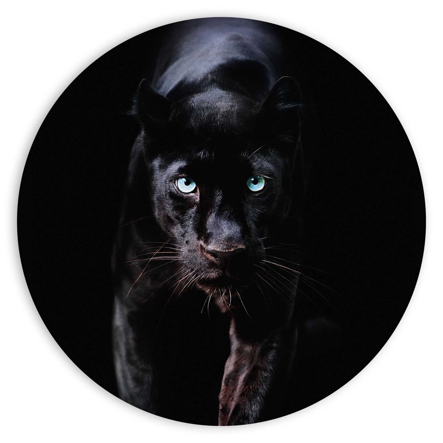 Painting Black Cat 80 Rond