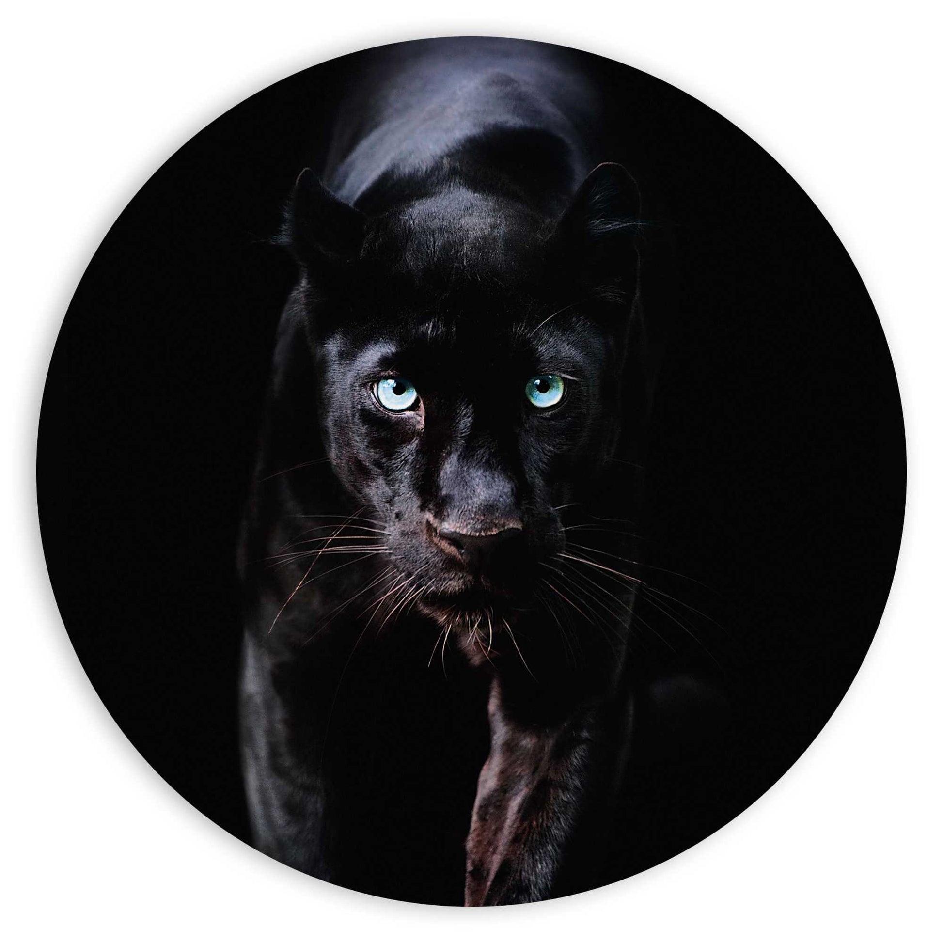 Painting Black Cat 80 Rond