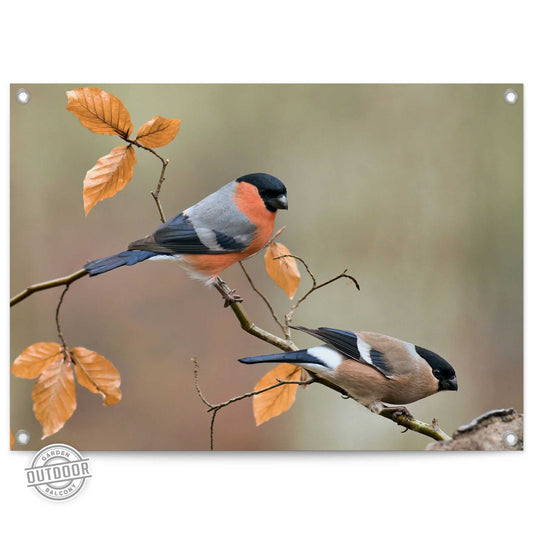 Outdoor Art Finch Family 50x70