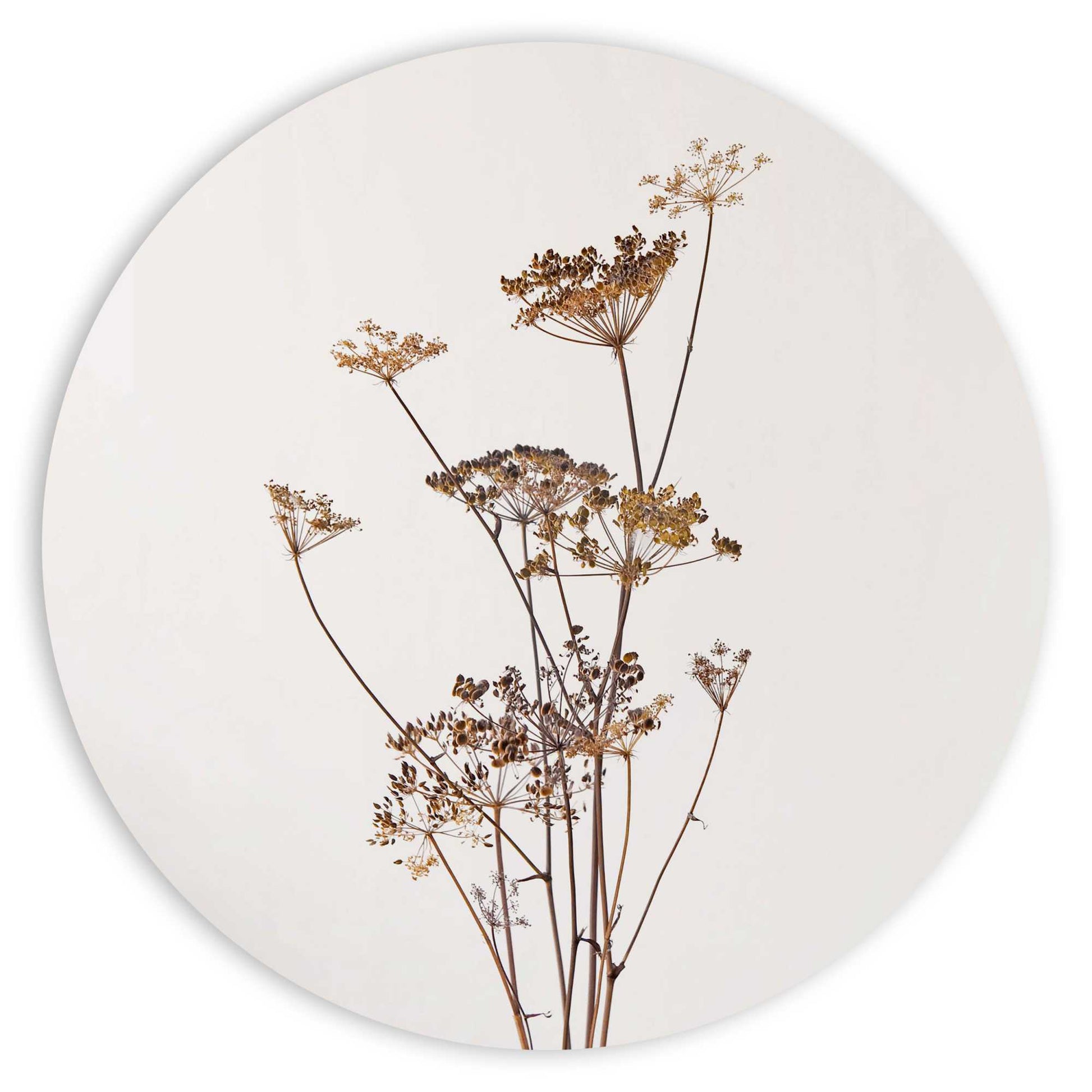 Painting Dried Flowers 50x50