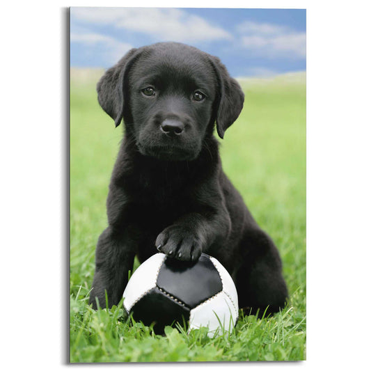 Painting Dog - labrador football 90x60