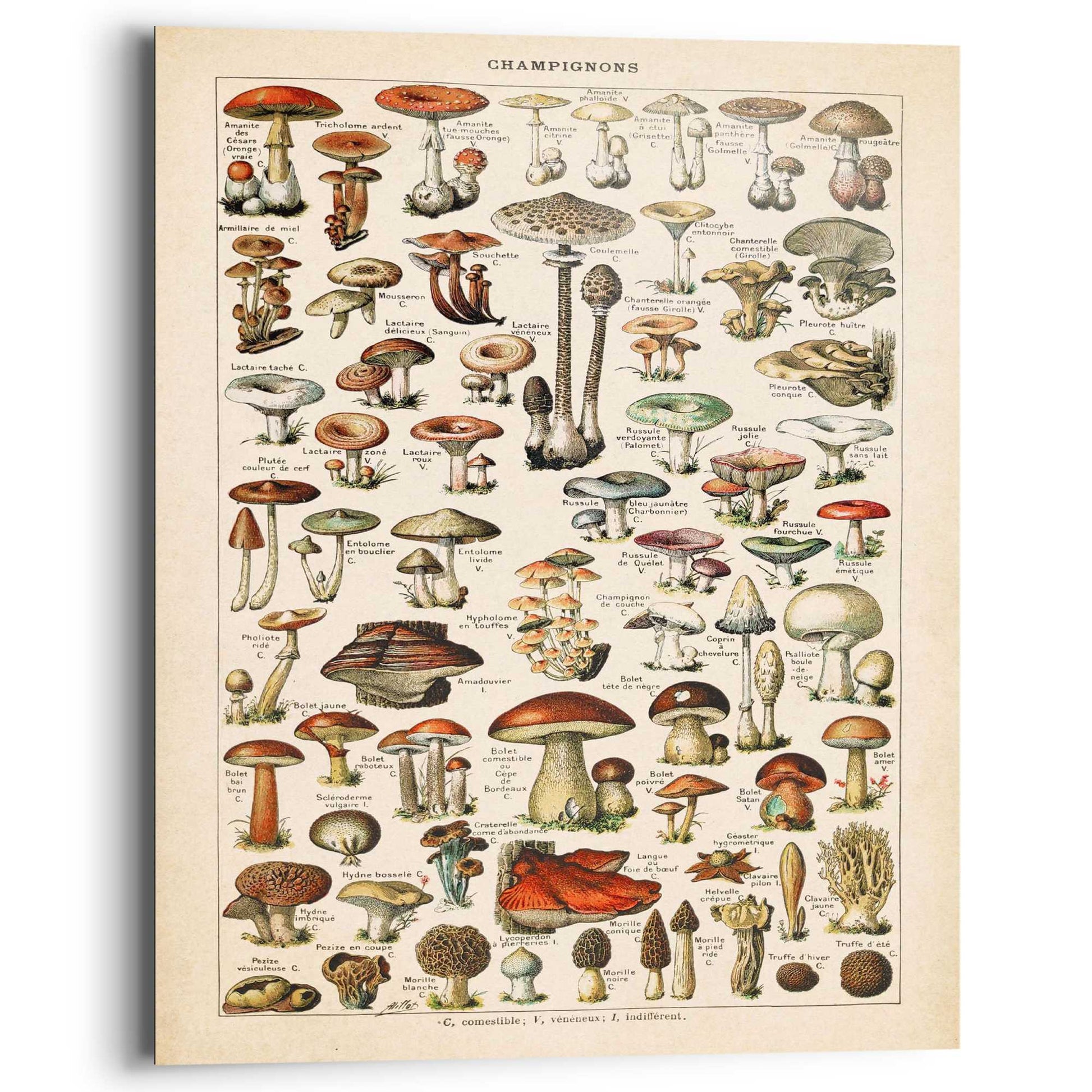 Painting Mushrooms 50x40