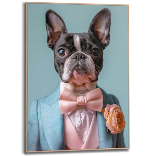 Framed in Wood Dressed Boston Terrier 70x50