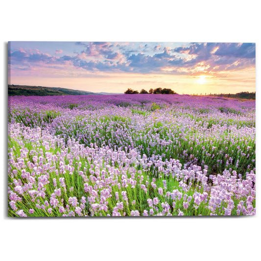 Canvas Lavender Field 50x70