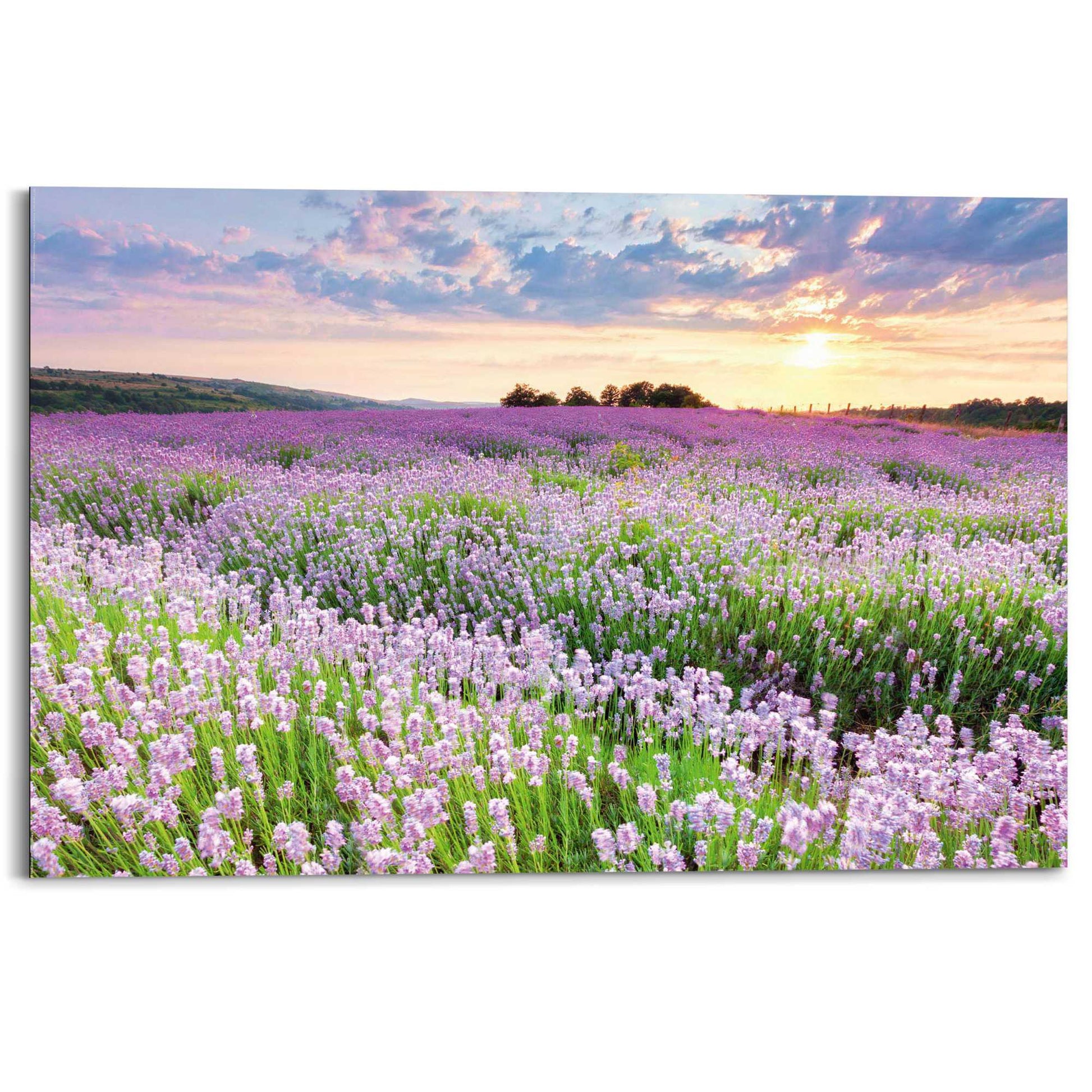Painting Lavenderfield 60x90