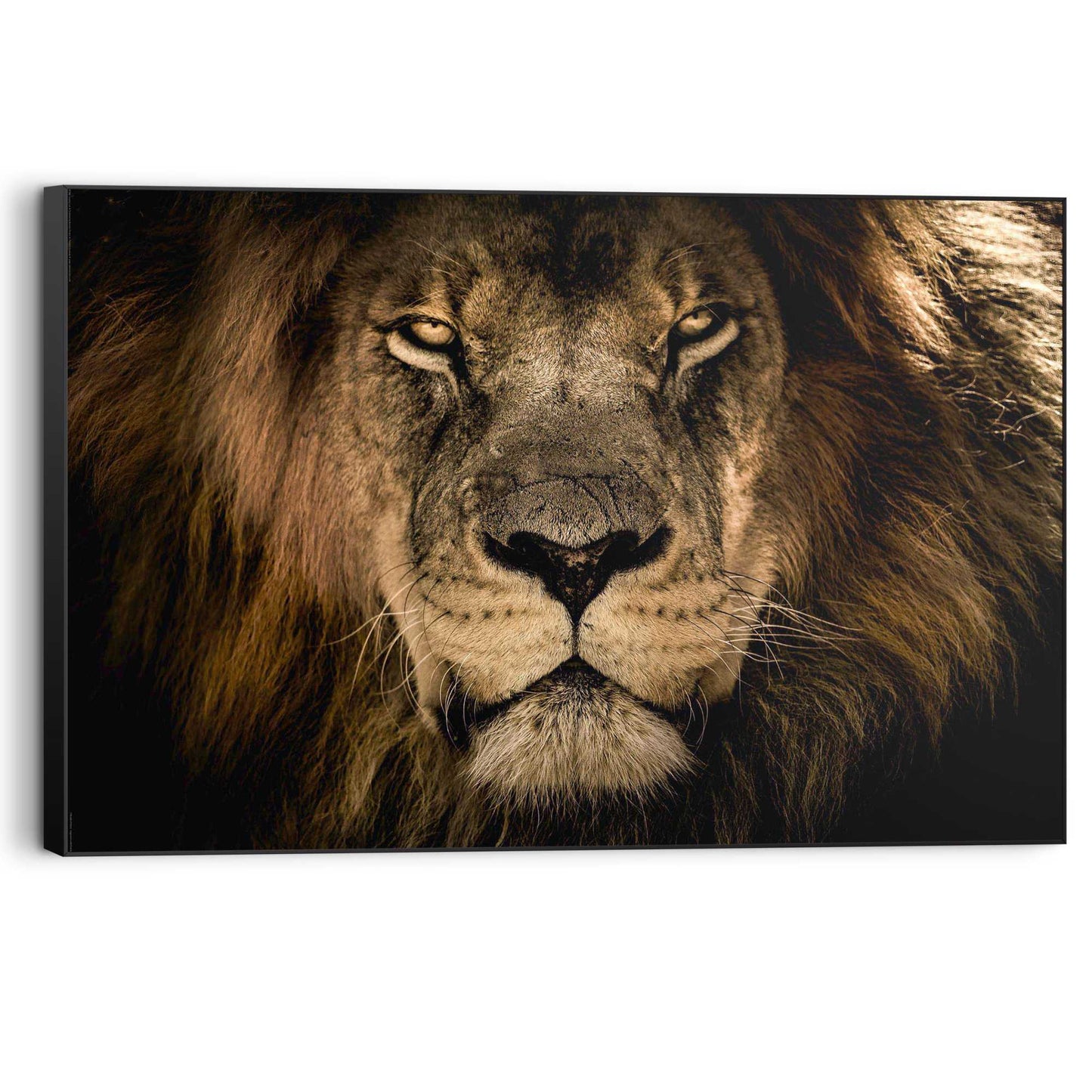 Wall Art Panel Looking Lion 60x90