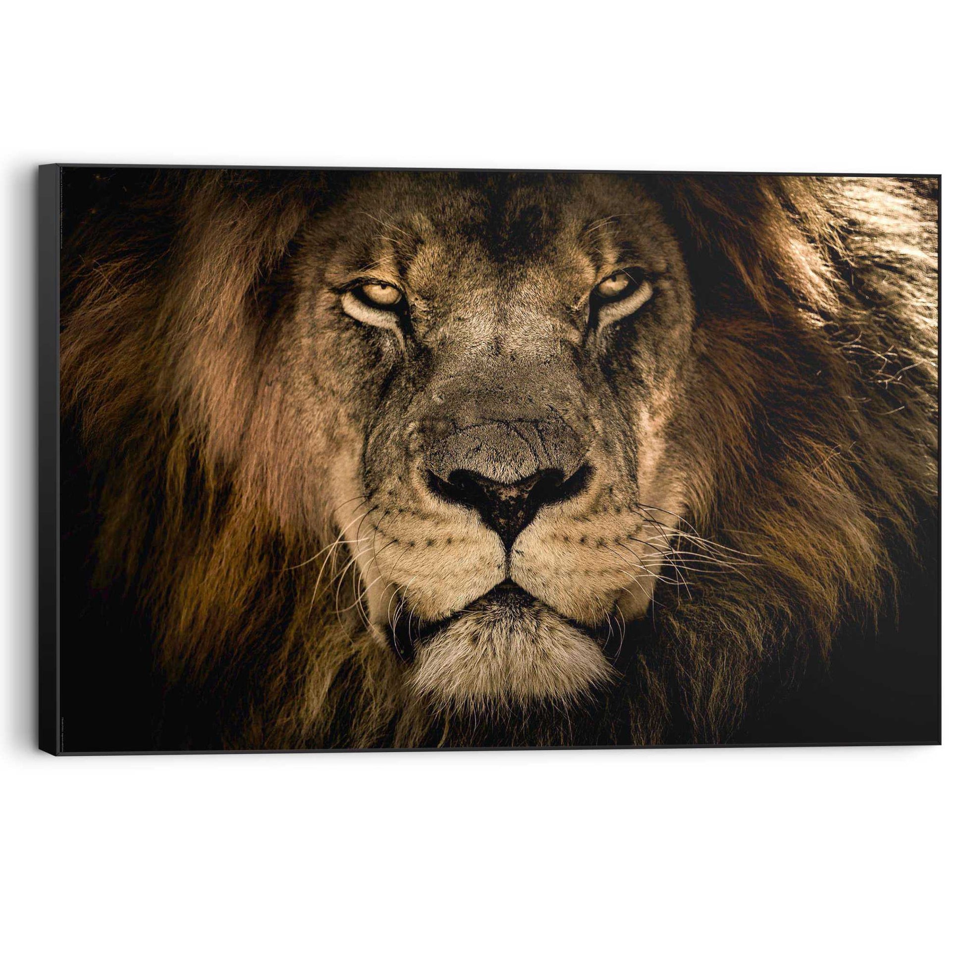 Wall Art Panel Looking Lion 60x90