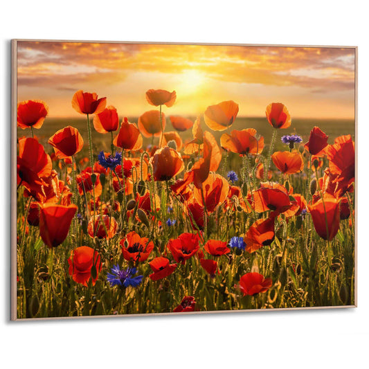 Framed Poster Poppies in the field 50x70