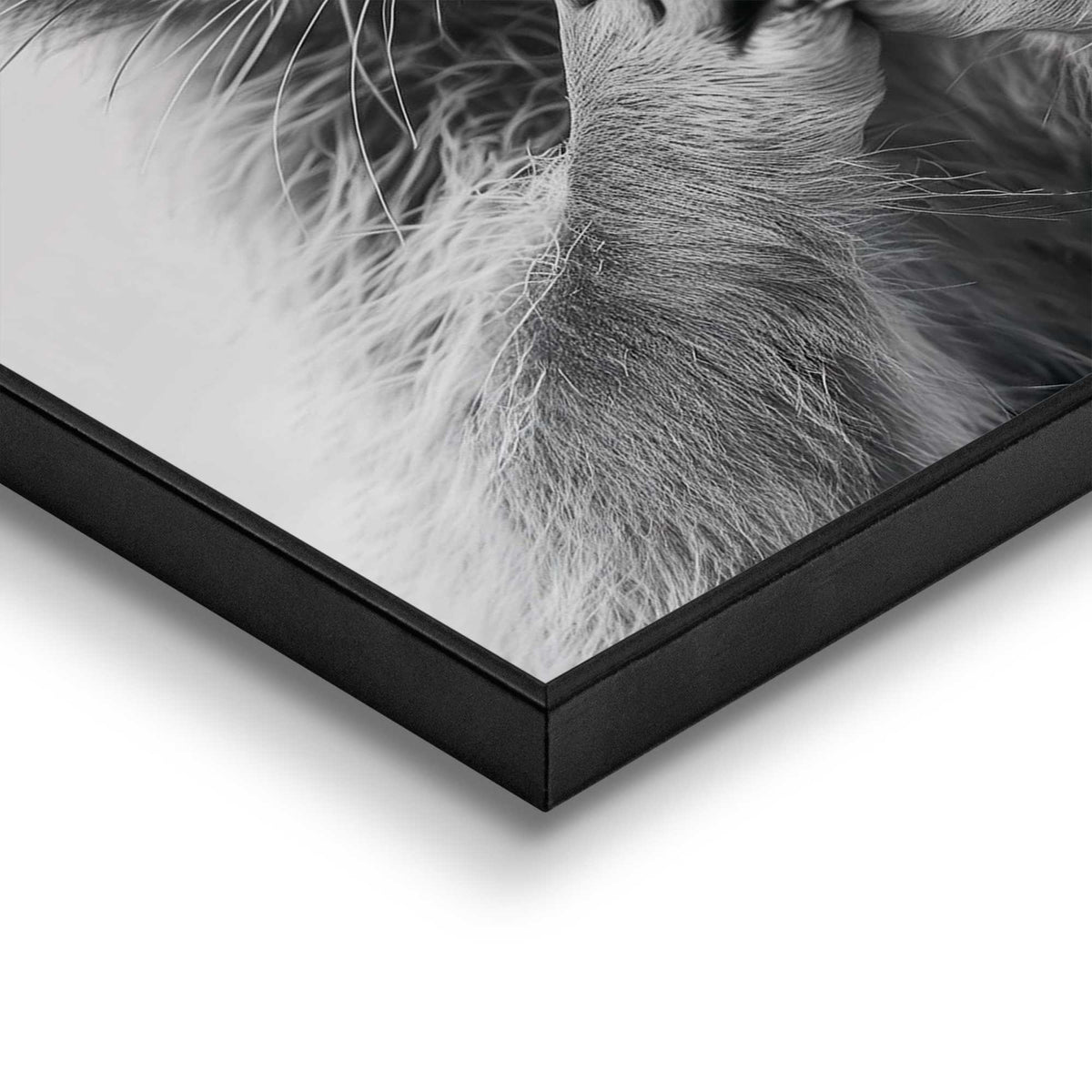 Framed Poster Racoon Funny Set 40x30
