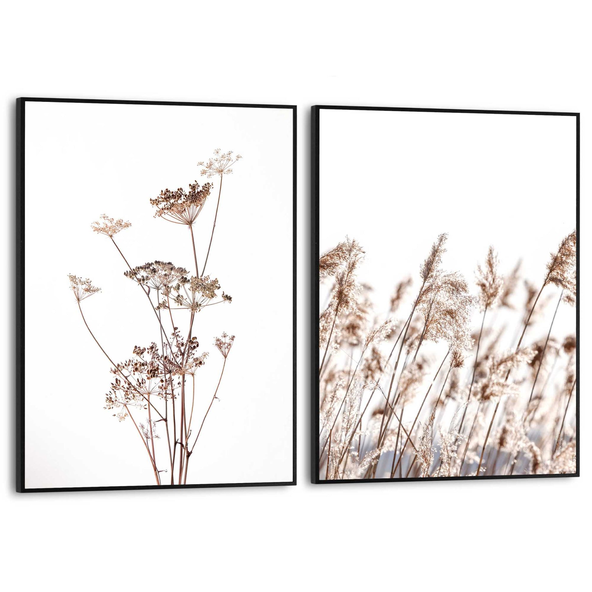 Framed in Black Nature Grasses