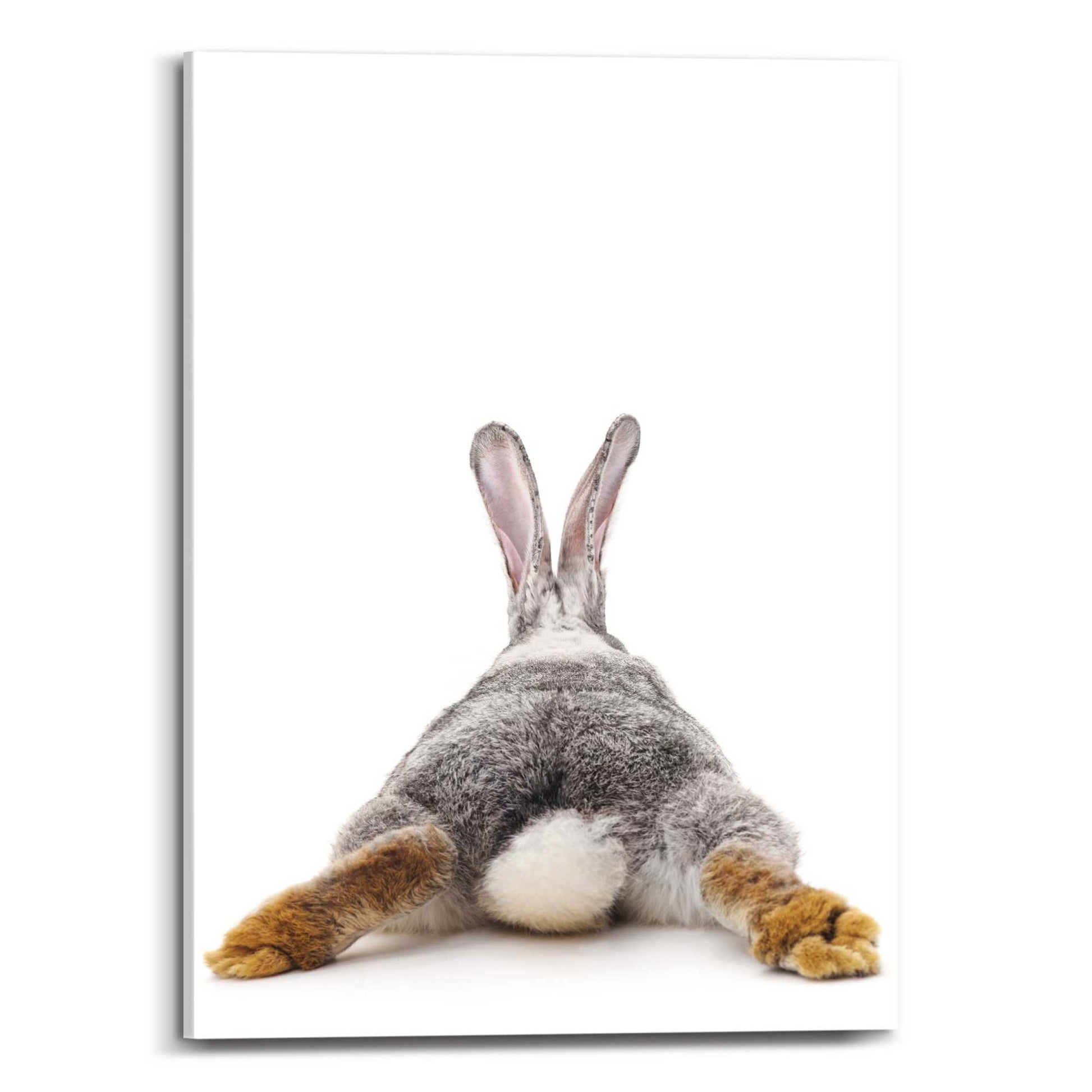 Canvas Rabbit