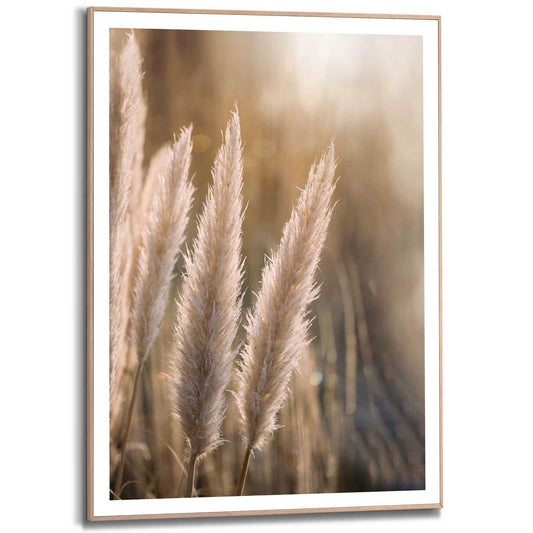 Framed in Wood Evening Grass